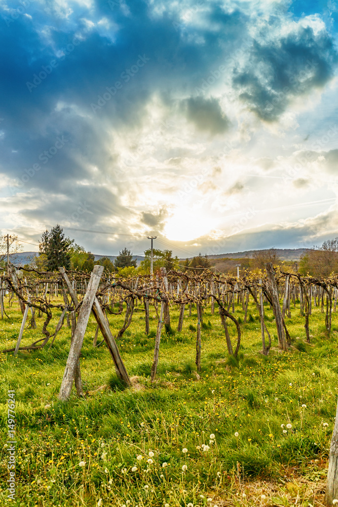 Sunset over grape vineyard
