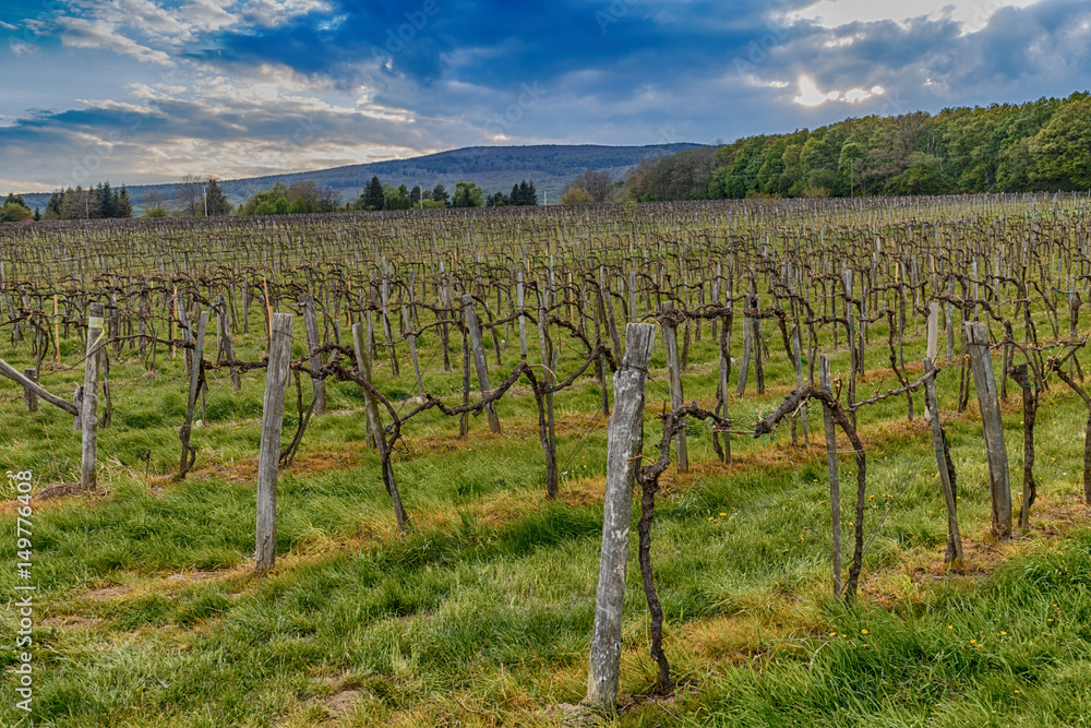 Vineyard landscape in spring season