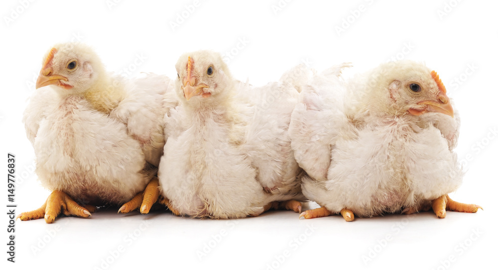 Naklejka premium Three turkeys.