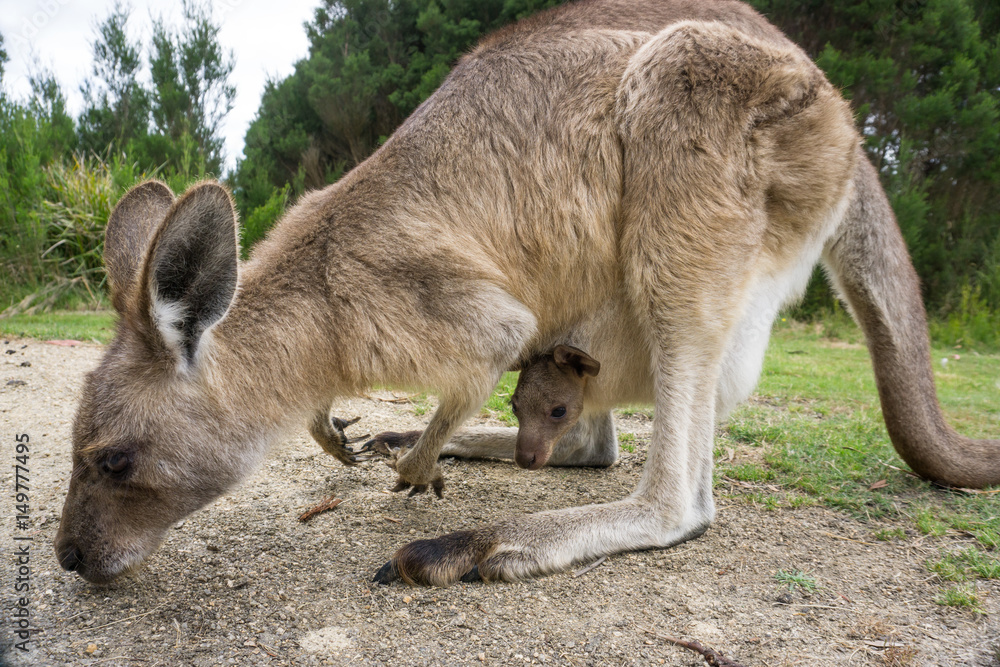 Australian western grey kangaroo with baby in pouch, Tasmania, Australia Australian western grey kangaroo with baby in pouch, Tasmania, Australia