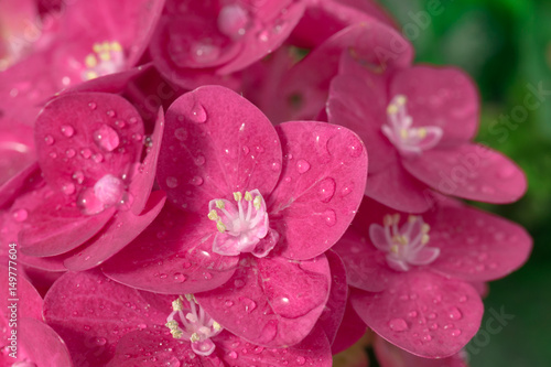 Hydrangea flowers with water drops.