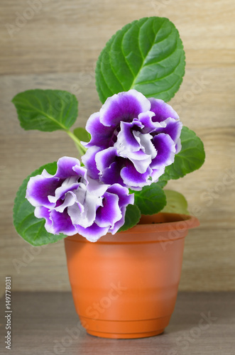 Purple flower gloxinia in a brown pot.