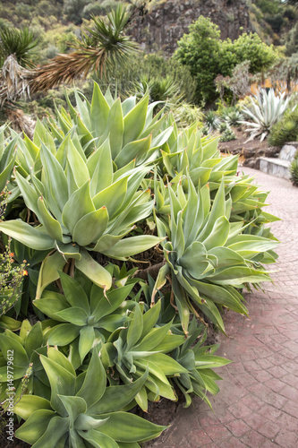 Obraz na plátne Succulent corner in the garden.