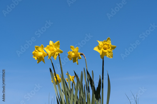 Fototapeta Naklejka Na Ścianę i Meble -  Daffodils, springtime beauty