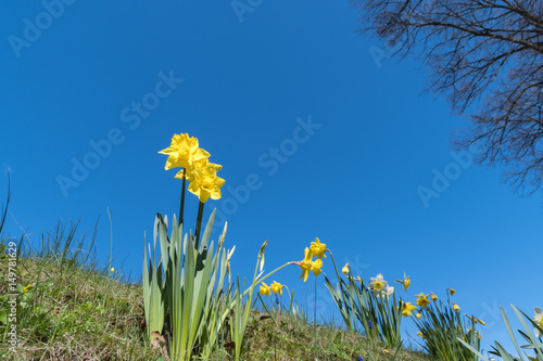 Fototapeta Naklejka Na Ścianę i Meble -  Low angle daffodil flowers