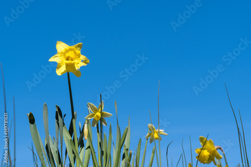 Fototapeta Naklejka Na Ścianę i Meble -  Blossom daffodil flowers