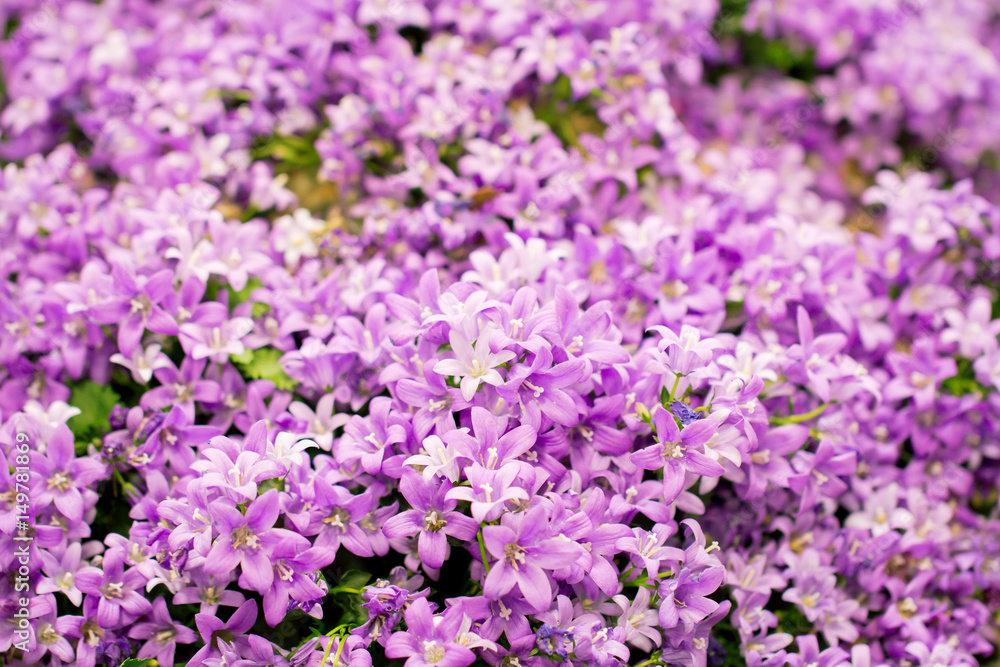 many small purple flowers