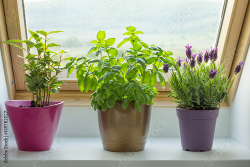 Tablou pe pânză herbs on window sill