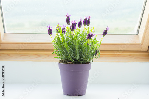 Fototapeta Naklejka Na Ścianę i Meble -  potted lavender on window sill