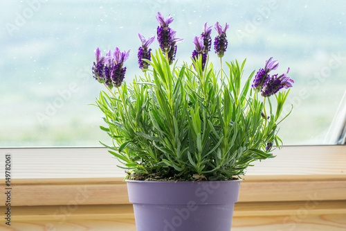 Fototapeta Naklejka Na Ścianę i Meble -  potted lavender