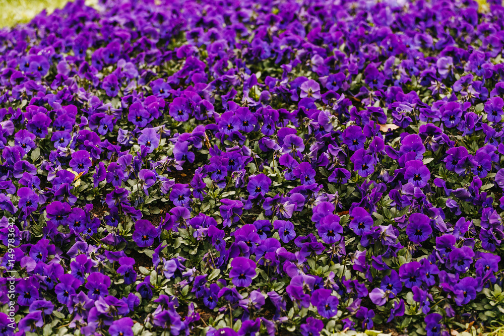 Violet flower bed with many flowers as background