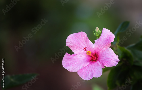 Hibiscus