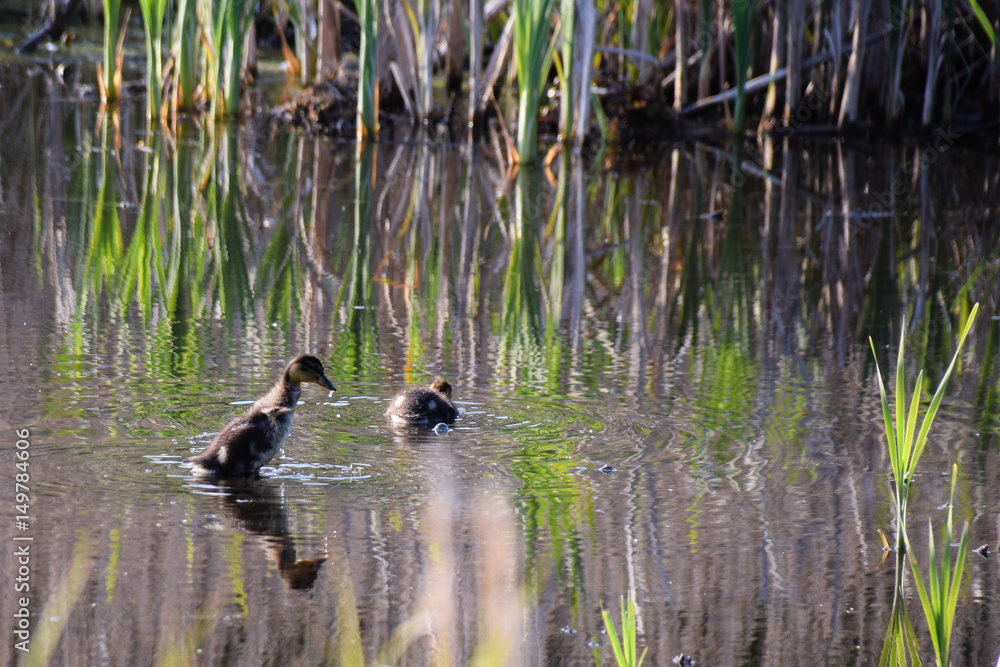 Young mallard ducklings flapping wings in shallow water at dusk sunset Young mallard ducklings flapping wings in shallow water at dusk sunset