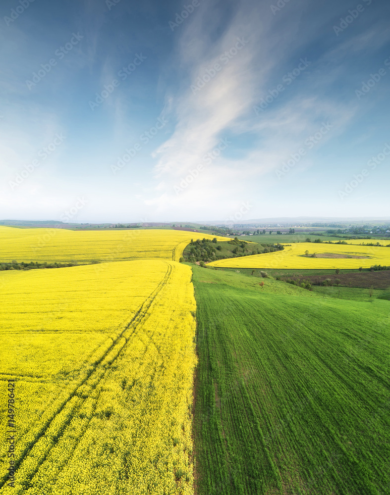 Obraz premium View on the field from air. Agricultural landscape in the summer time