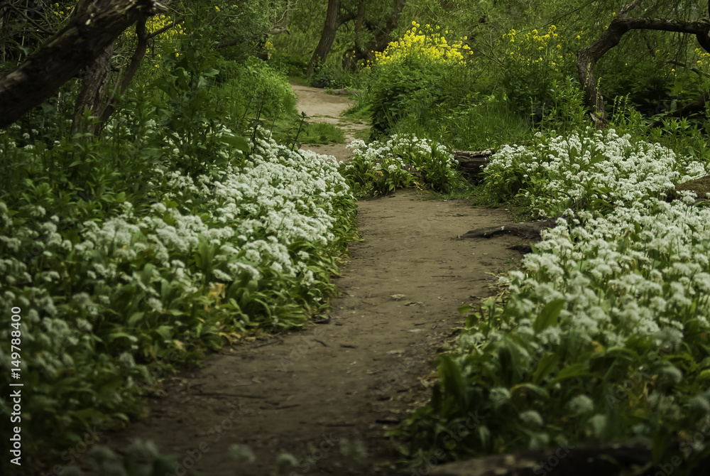 Obraz premium Tajemniczy ogród