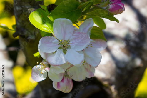 Apple Blossom, the perennial springtime favorite, taken on a beautiful spring afternoon in County Down in Northern Ireland photo