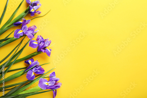 Fototapeta Naklejka Na Ścianę i Meble -  Purple iris flowers on yellow background