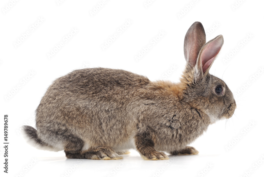 Fototapeta premium One rabbit.