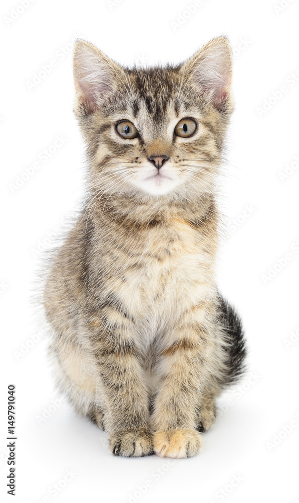 Kitten on white background.