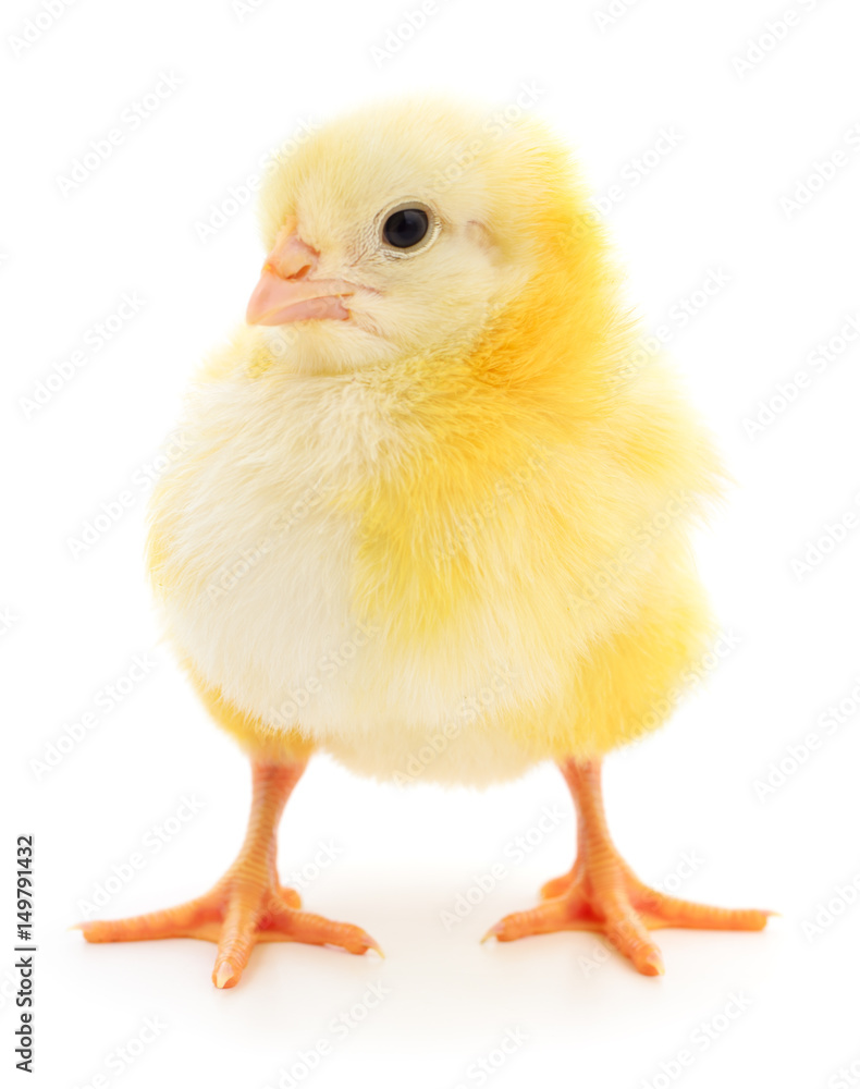 Small yellow chicken Small yellow chicken