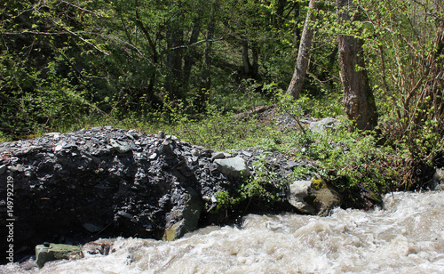 Shore of water stream in forest.