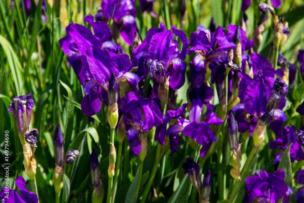 Purple iris flowers on flowerbed