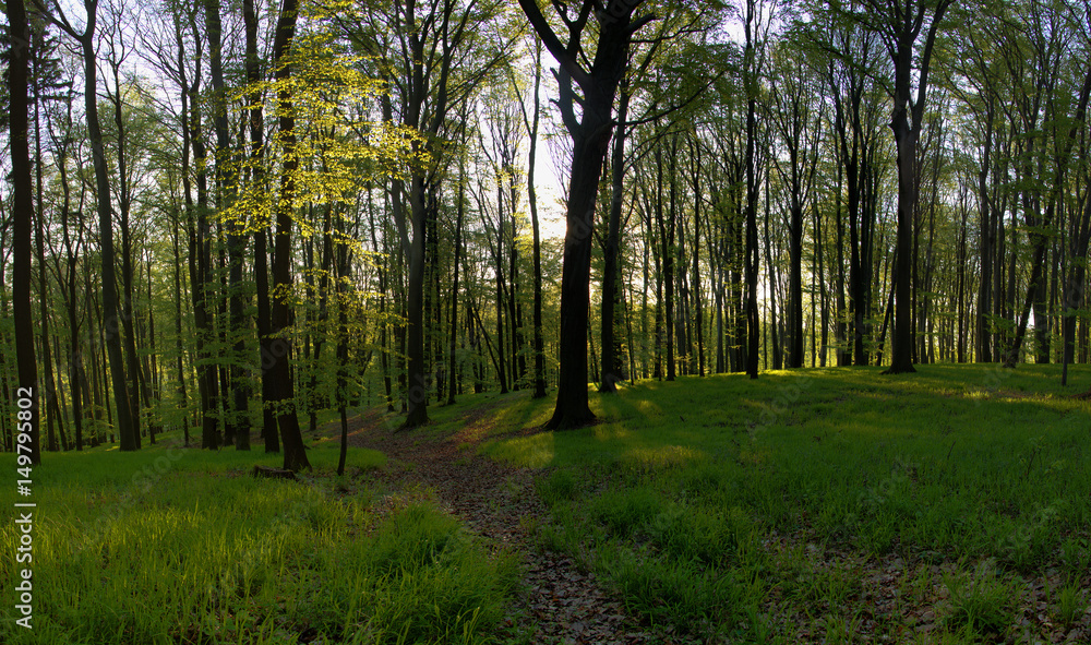Fototapeta premium Sunrise in spring green forest. Deciduous forest and spring grass. 