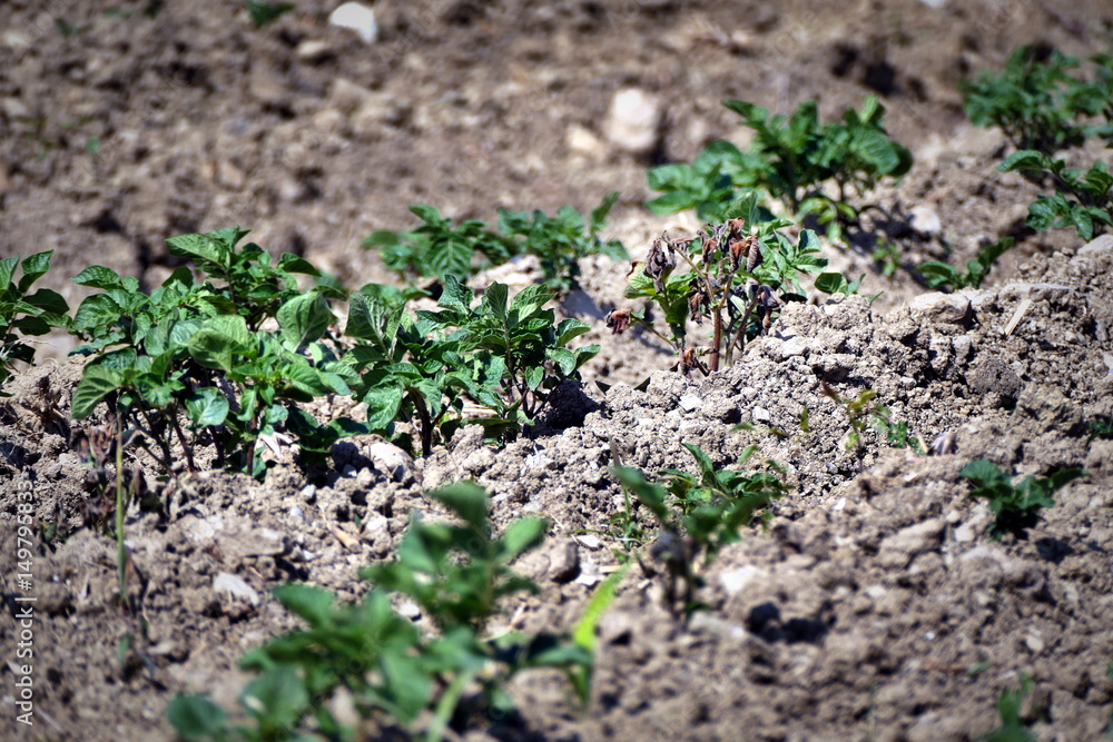 Potato plant damaged by early spring frost Potato plant damaged by early spring frost