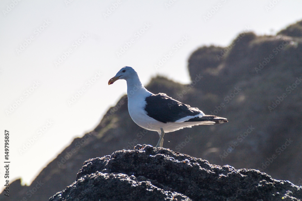 Kelp gull (Larus dominicanus) in protected area Monumento Nacional Islotes de Punihuil on Chiloe island, Chile Kelp gull (Larus dominicanus) in protected area Monumento Nacional Islotes de Punihuil on Chiloe island, Chile