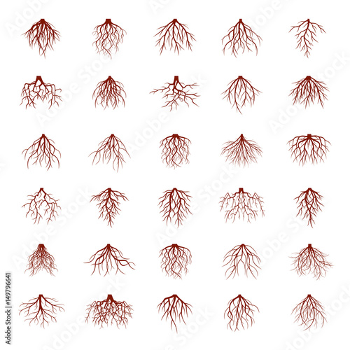 Big set of brown roots. Vector Illustration.