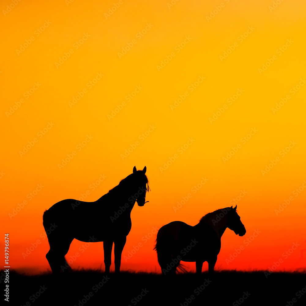 Silhouette of two horses on a background of the sunset sky 