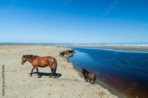 Horses on a beach in Chiloe National Park  Chile
