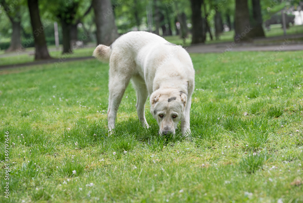 Obraz premium Beautiful Central Asian Shepherd Dog standing in the garden