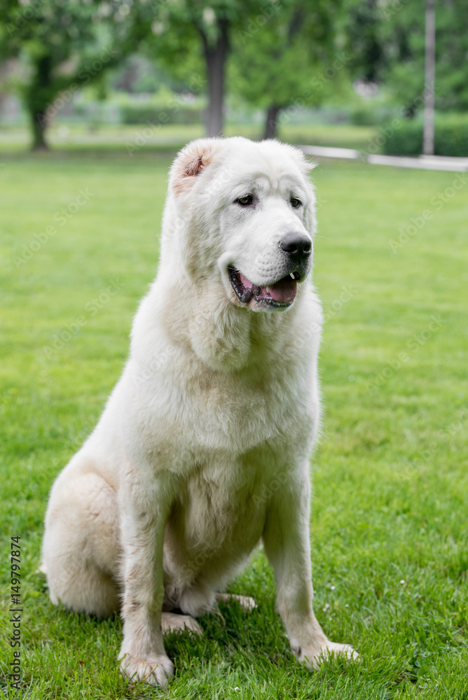 Beautiful Central Asian Shepherd Dog standing in the garden Beautiful Central Asian Shepherd Dog standing in the garden