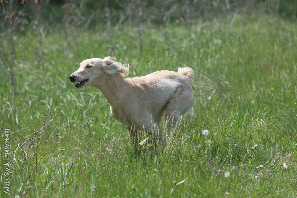 Fototapeta premium Kyrgyzian Sight hound Taigan running on the grass