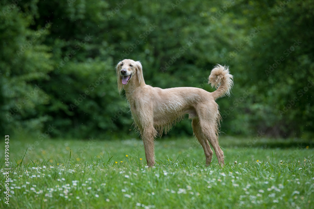 Kyrgyzian Sight hound Taigan sitting on the green grass Kyrgyzian Sight hound Taigan sitting on the green grass