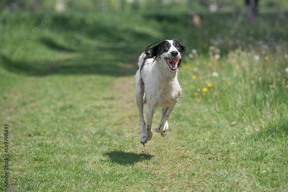 Kyrgyzian Sight hound Taigan running on the grass. Kyrgyzian Sight hound Taigan running on the grass.