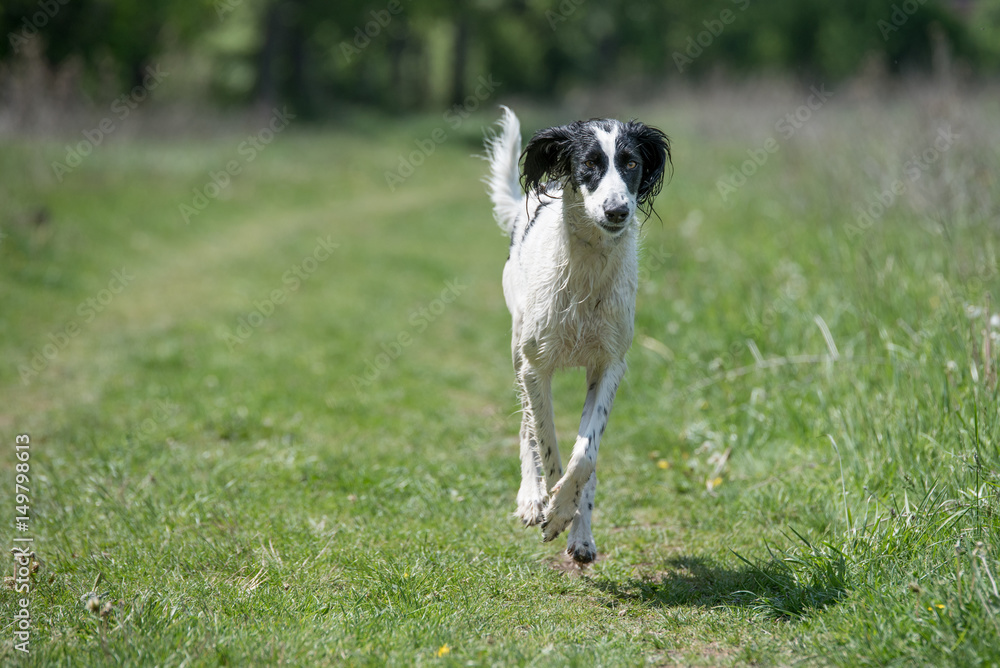 Kyrgyzian Sight hound Taigan running on the grass Kyrgyzian Sight hound Taigan running on the grass