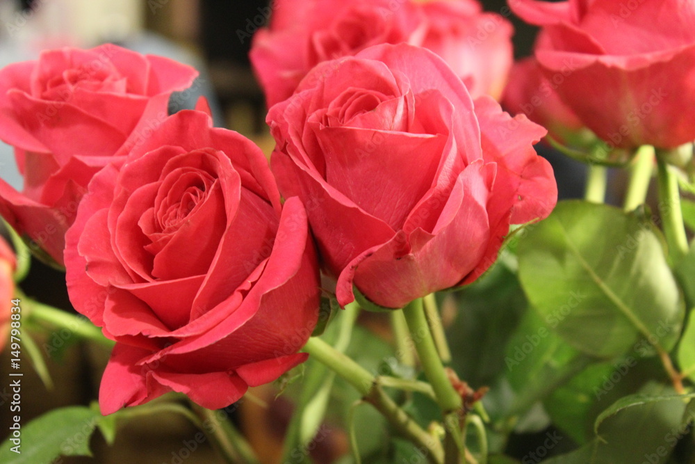 Rose Flower 2 Rose Flower 2