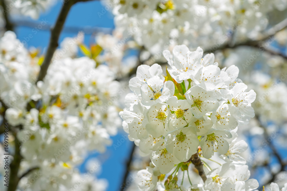 White flowering cherry White flowering cherry
