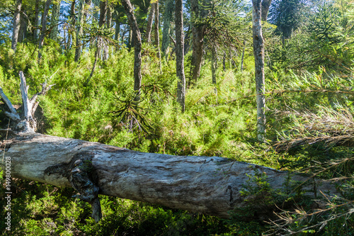 Forest in National Park Herquehue, Chile