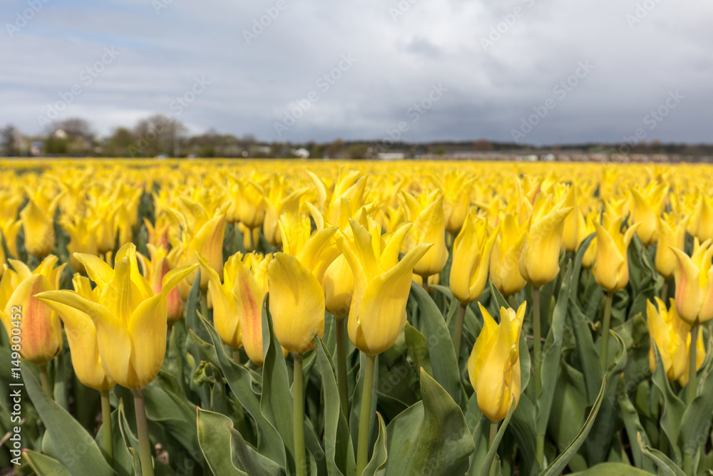 Obraz premium Tulip fields in the Bollenstreek, South Holland, Netherlands