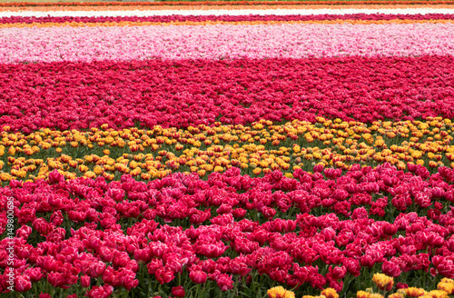 Tulip fields in the Bollenstreek, South Holland, Netherlands © wjarek