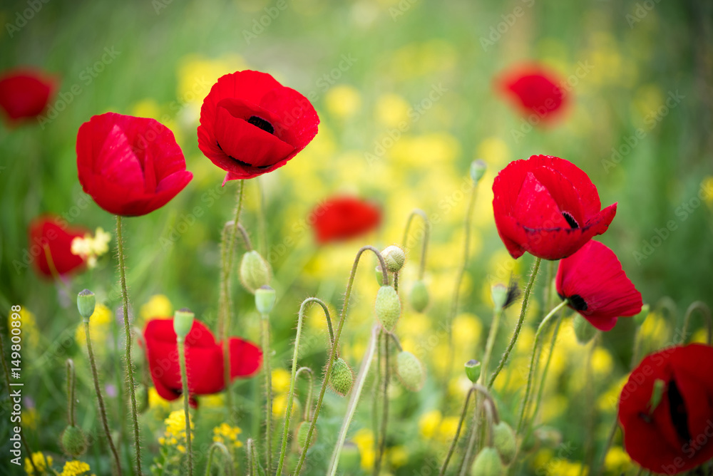 Fototapeta premium Poppy Flowers in Green and Yellow Bokeh Background