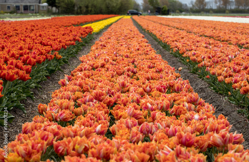 Tulip fields of the Bollenstreek, South Holland, Netherlands photo