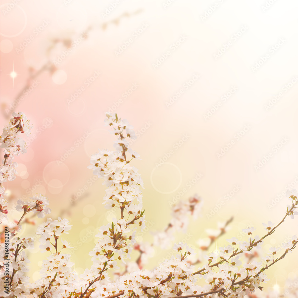 Abstract seasonal spring floral background. Blooming tree branches with apricot white flowers. For easter greeting cards with copy space Abstract seasonal spring floral background. Blooming tree branches with apricot white flowers. For easter greeting cards with copy space