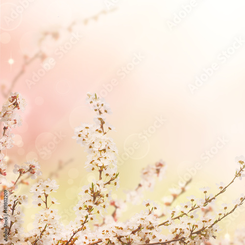 Abstract seasonal spring floral background. Blooming tree branches with apricot white flowers. For easter greeting cards with copy space