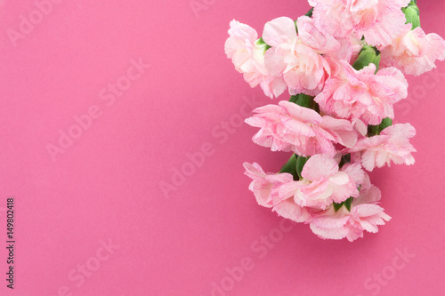 Bouquet of  pink Carnations on a pink background. Mother's Day greeting card. Flower Gift.