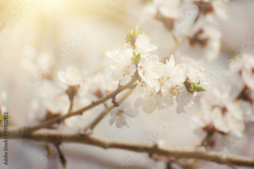 Apricot tree flower with buds and blossoms blooming at springtime  vintage retro floral background with sun rays