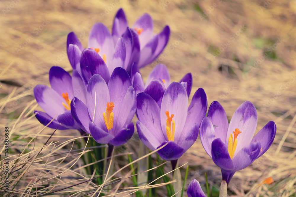 Beautiful violet crocuses flower growing in the dry yellow grass, the first sign of spring. Seasonal easter natural background. Beautiful violet crocuses flower growing in the dry yellow grass, the first sign of spring. Seasonal easter natural background.